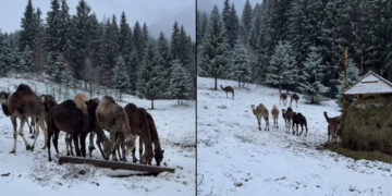 Холодне диво: як верблюди, альпаки та лами реагують на перший сніг у біопарку на Закарпатті (ВІДЕО) –