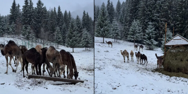 Холодне диво: як верблюди, альпаки та лами реагують на перший сніг у біопарку на Закарпатті (ВІДЕО) –