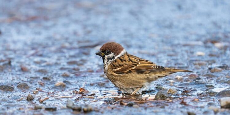 Іще більше похолодання суне в Україну. Синоптикиня попереджає про мокрий сніг і штормовий вітер