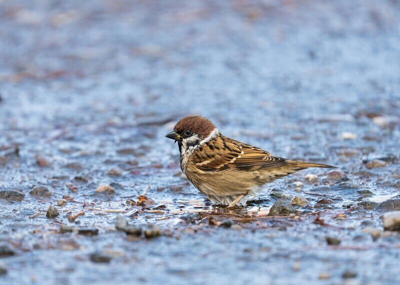 Іще більше похолодання суне в Україну. Синоптикиня попереджає про мокрий сніг і штормовий вітер