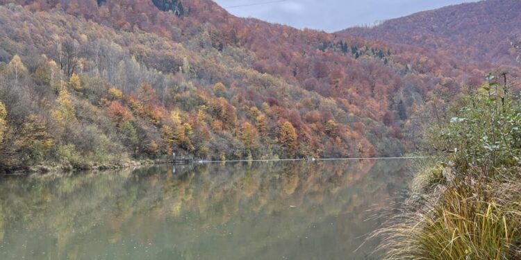 На Хустщині відновлюють популяцію струмкової форелі (ФОТО)