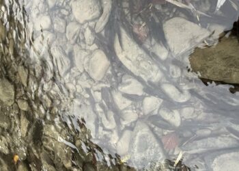 На підтримку популяції: на Хустщині водойми поповнилися мальками струмкової форелі –