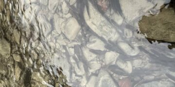 На підтримку популяції: на Хустщині водойми поповнилися мальками струмкової форелі –