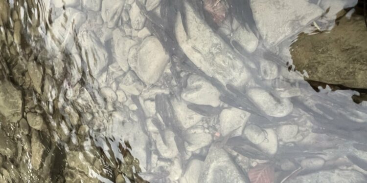 На підтримку популяції: на Хустщині водойми поповнилися мальками струмкової форелі –