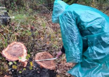 На Ужгородщині, в регіональному ландшафтному парку “Притисянський” невідомі вирубали лісу на понад 8 млн грн