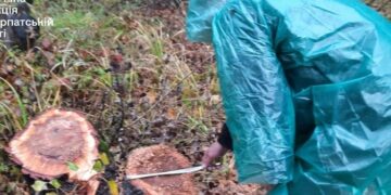 На Ужгородщині, в регіональному ландшафтному парку “Притисянський” невідомі вирубали лісу на понад 8 млн грн
