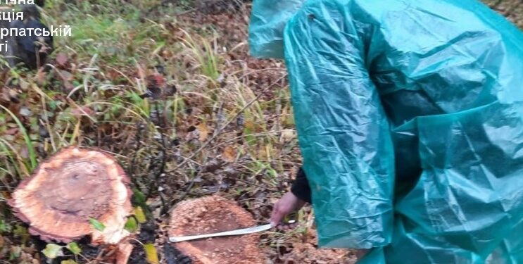 На Ужгородщині, в регіональному ландшафтному парку “Притисянський” невідомі вирубали лісу на понад 8 млн грн