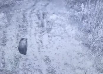 На Закарпатті камера прикордонників зафіксувала бурого ведмедя (ФОТО)