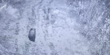 На Закарпатті камера прикордонників зафіксувала бурого ведмедя (ФОТО)