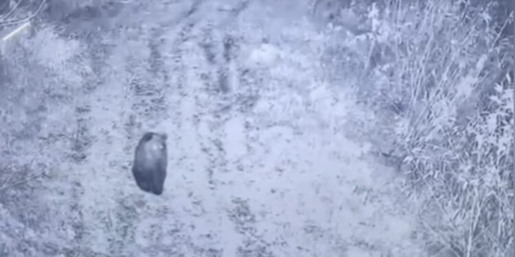 На Закарпатті камера прикордонників зафіксувала бурого ведмедя (ФОТО)