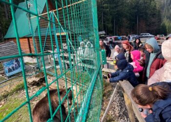 Синевир, ведмеді та «Долина вовків»: Закарпатська митниця організувала незабутню подорож для школярів-переселенців –