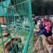 Синевир, ведмеді та «Долина вовків»: Закарпатська митниця організувала незабутню подорож для школярів-переселенців –