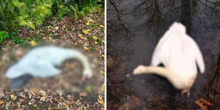 У Буштинському парку на Тячівщині отруїли трьох лебедів (ФОТО)