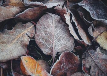 У листопаді в Україні прогнозують похолодання, яке може стати одним із найсильніших за останні десятиріччя – синоптик