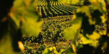 У Мукачеві пройде Всеукраїнський форум з виноробства: обговорять інтеграцію в європейський простір (АНОНС) –