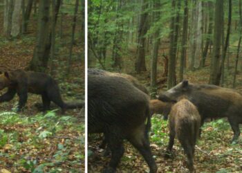 Ведмеді, лосі та олені: в Ужанському нацпарку фотопастка зафіксувала унікальне життя червонокнижних тварин (ФОТО) –