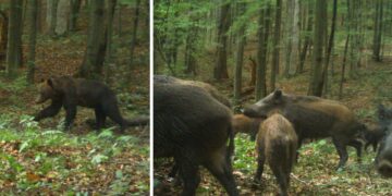 Ведмеді, лосі та олені: в Ужанському нацпарку фотопастка зафіксувала унікальне життя червонокнижних тварин (ФОТО) –