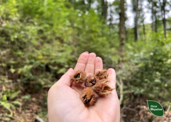 Заготівля майбутнього лісу: у Карпатах лісівники зібрали понад 1100 кг насіння бука