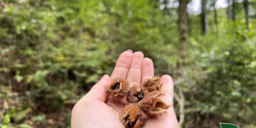 Заготівля майбутнього лісу: у Карпатах лісівники зібрали понад 1100 кг насіння бука