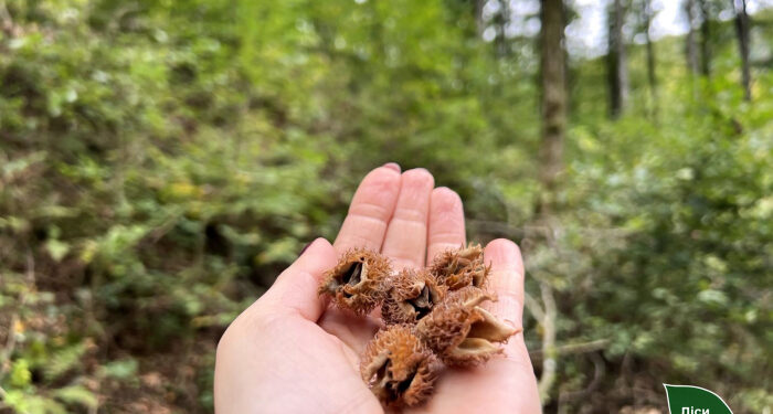 Заготівля майбутнього лісу: у Карпатах лісівники зібрали понад 1100 кг насіння бука