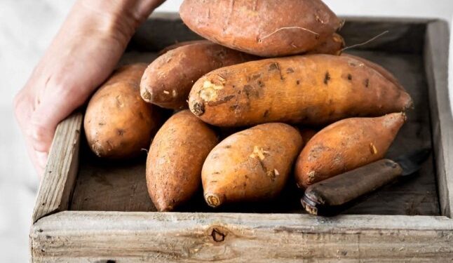 Солодкий овоч стрімко набув популярності в Україні — Закарпаття