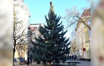 У Берегові встановили 10-метрову різдвяну ялинку — Суспільне Ужгород