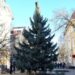 У Берегові встановили 10-метрову різдвяну ялинку — Суспільне Ужгород