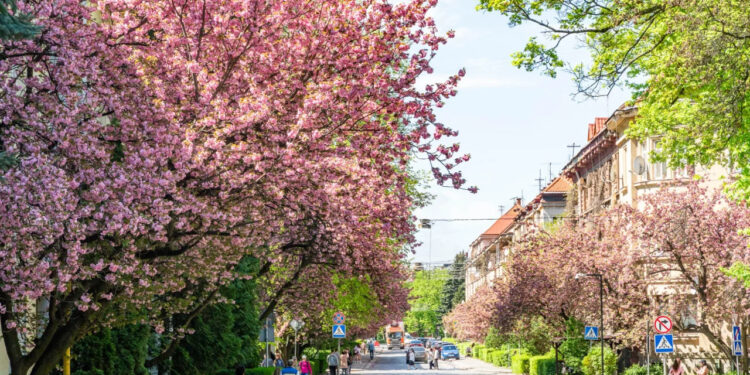 Нерухомість для бізнесу: Закарпаття стало найдорожчим регіоном Заходу України — аналіз цін –