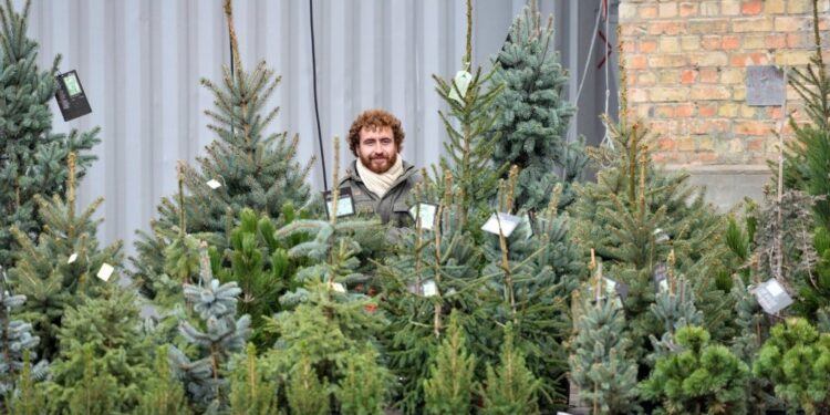 Новорічний ярмарок 2025: В Ужгороді визначили 7 локацій для торгівлі ялинками та додаткове місце для прикрас –