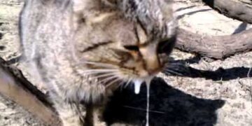 У Чопі через підтверджений випадок сказу запровадили карантин до кінця січня