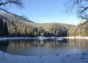 У НПП «Синевир» посилили патрулювання через ризики незаконних рубок ялинок перед новорічними святами