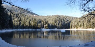 У НПП «Синевир» посилили патрулювання через ризики незаконних рубок ялинок перед новорічними святами